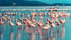 pink flamingo 1484781
